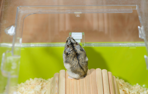 ハムスター飼いさん必見！おすすめアクリルゲージと選び方のコツ