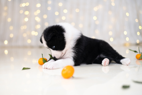 犬はみかんを食べても大丈夫 メリットや与える際の注意点など Uchinoco うちの子