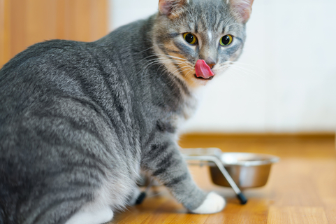 愛猫が「んー」と鳴いている？鳴き声に隠された気持ちを紹介 