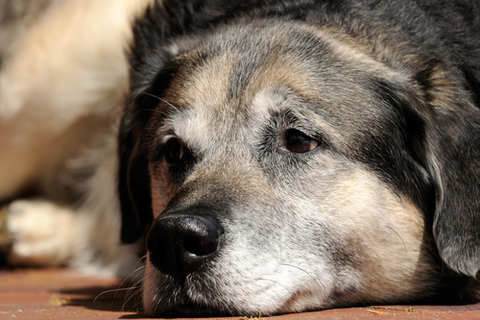 何か見えているの 壁を見つめる犬の心理 Uchinoco うちの子