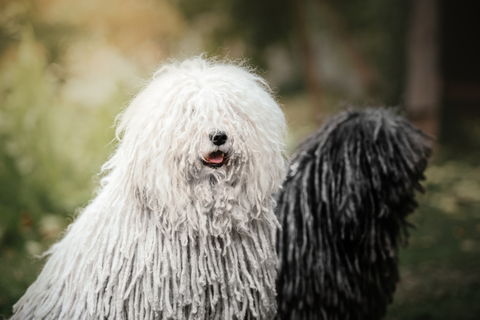 賢く素直な犬 プーリーを飼う前に知っておきたいポイントとは Uchinoco うちの子