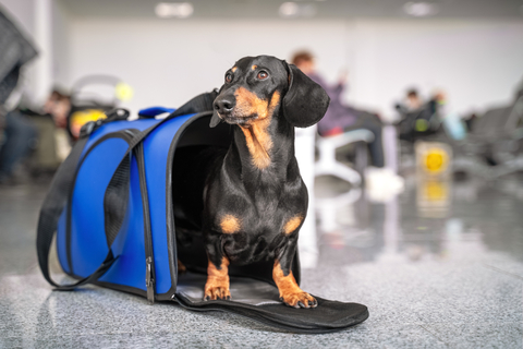 犬と電車に乗る時の注意点やおすすめグッズをご紹介 Uchinoco うちの子