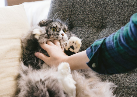 猫ドン！されてるオス猫