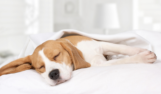 愛犬はどんなふうに寝てる 寝相でわかる犬のきもち Uchinoco うちの子