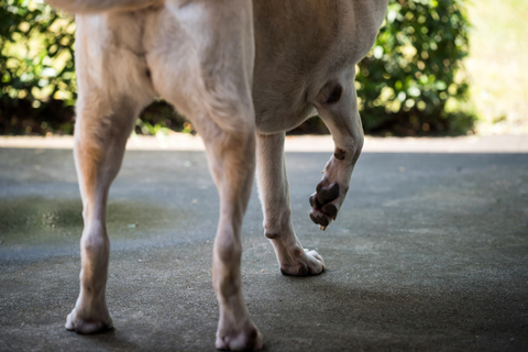 飼い主さん必見 犬が前足を上げるときの気持ちを知っていますか Uchinoco うちの子