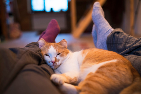 猫が布団に入ってくる 寝る位置でわかる猫の気持ち Uchinoco うちの子