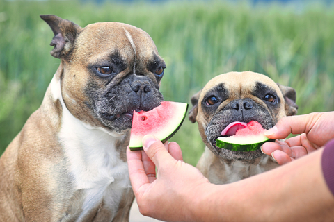 犬はスイカを食べても大丈夫 メリットや注意点についてご紹介 Uchinoco うちの子