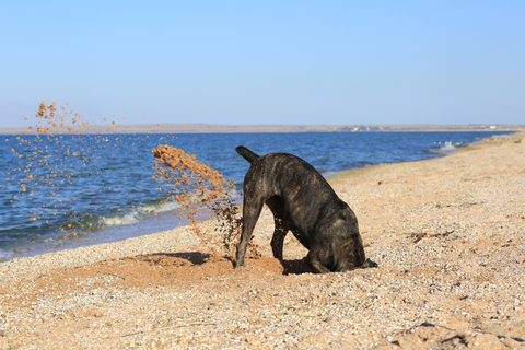 ここ掘れワンワン 犬が穴掘りをする理由を徹底解説 Uchinoco うちの子