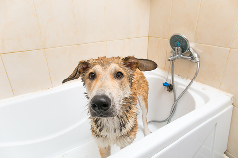 犬のお風呂は湯船に入れても大丈夫 Uchinoco うちの子