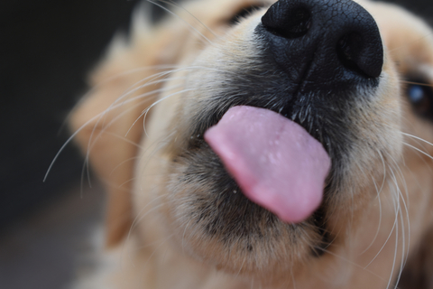 犬が飼い主の顔をなめる理由とは 愛情表現以外のサインも Uchinoco うちの子