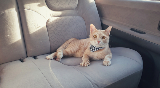 猫と車で移動するときは何に気を付けたら良い Uchinoco うちの子