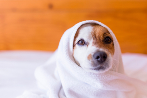 犬がトイレをしない トイレを我慢する理由と対処方法について Uchinoco うちの子