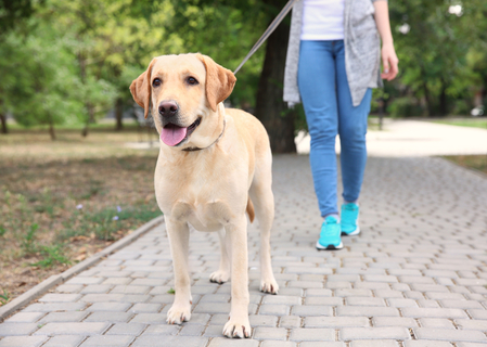 散歩中のうんち おしっこは飼い主のマナーが試される瞬間 Uchinoco うちの子