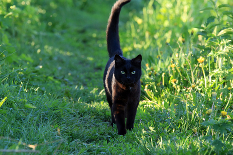 雌猫がお家に帰ってこない 雌猫の家出について知りたい Uchinoco うちの子