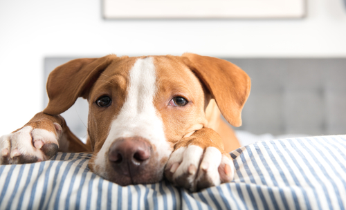 犬のしゃっくりから考えられる病気と止め方は Uchinoco うちの子