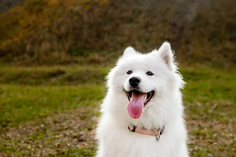 犬はアスパラガスを食べても大丈夫 メリットや与える際の注意点など Uchinoco うちの子