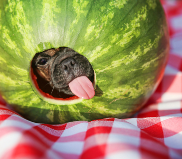 犬はスイカを食べても大丈夫 メリットや注意点についてご紹介 Uchinoco うちの子