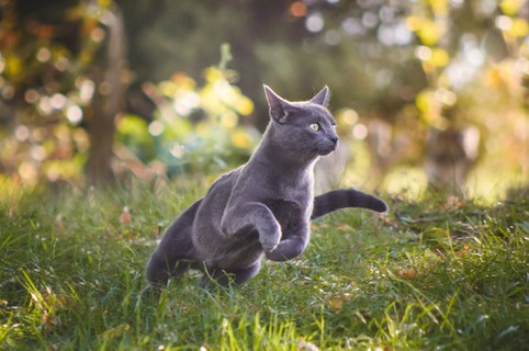 画像・写真・ベクター画像・動画・音楽素材 | Shutterstock