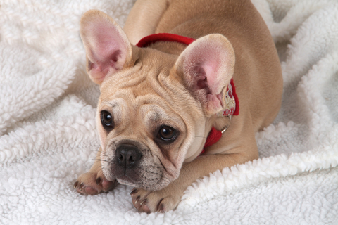 犬のおならがくさい それって病気 臭いの原因や対策について解説 Uchinoco うちの子