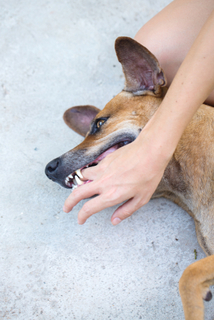 愛犬がよく噛む 甘噛みするこの特徴とは Uchinoco うちの子