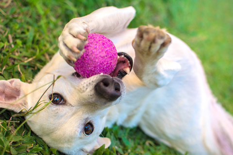 犬がおもちゃを振り回す理由は何 Uchinoco うちの子