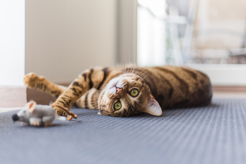 猫が鳴くのは何で 鳴く理由と鳴き方の種類について Uchinoco うちの子