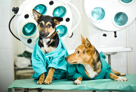 雄犬のトイレで足上げは何カ月から やめさせるには 対策グッズも紹介 Uchinoco うちの子