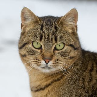 猫の性別を当てよう 顔つきで分かる雄猫の見分け方 Uchinoco うちの子