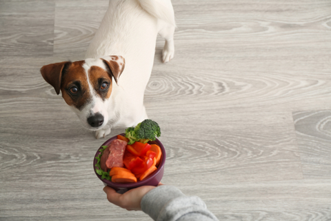 犬がアボカドを食べるのは危険 アボカドが犬に与える危険性 Uchinoco うちの子