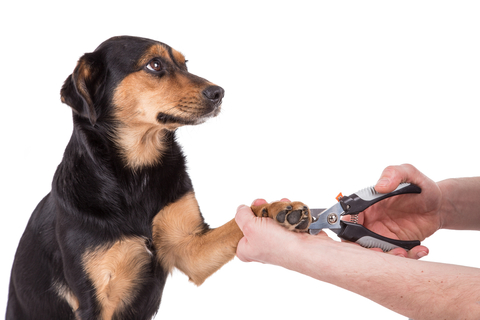 犬の爪切りはどれくらいの頻度が理想 爪切り方法もご紹介 Uchinoco うちの子