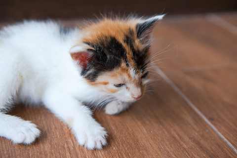 オス メスどっち 子猫の性別の見分け方を解説 Uchinoco うちの子