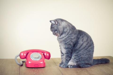 愛猫が鳴きやまない時はどういう気持ちなの？どう対応したらいいの 