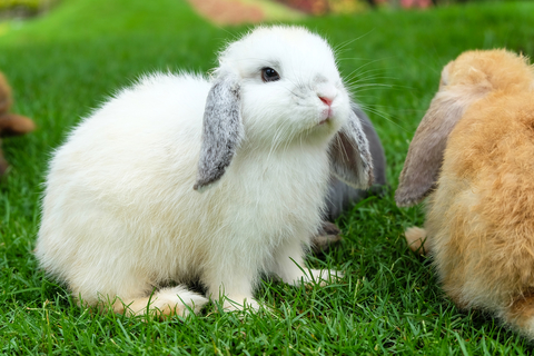 垂れ耳がかわいいうさぎ ロップイヤー 特徴や飼育方法をご紹介 Uchinoco うちの子