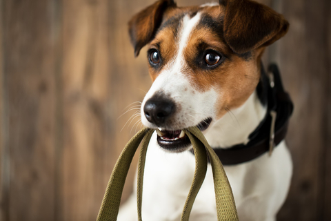 犬の散歩に抱っこは意味がない 歩かない犬との散歩について Uchinoco うちの子