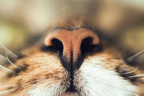 なぜ猫は病院に連れて行くと暴れるのか 理由と対処法を紹介 Uchinoco うちの子