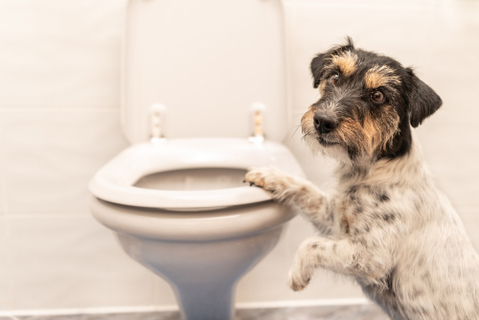 犬が歩きながらうんちをしてしまう時の対策をご紹介します Uchinoco うちの子