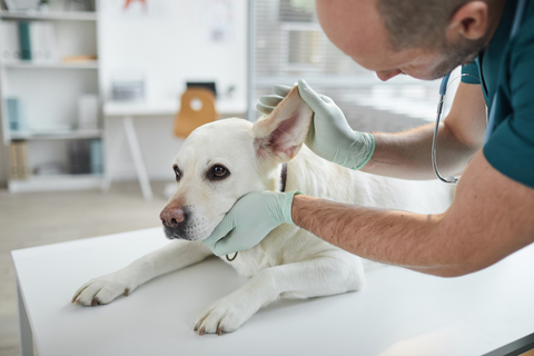 犬に多い外耳炎の原因は 市販薬もあるの Uchinoco うちの子