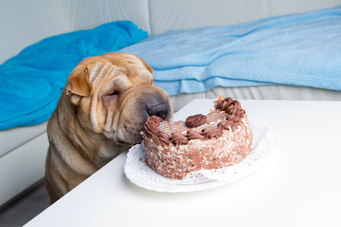 犬にチョコレートは絶対に危険