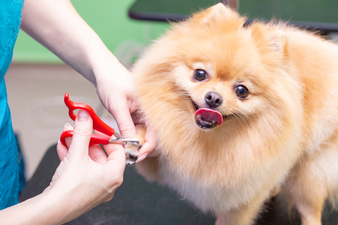 犬が爪を噛む理由はなに 対策方法もご紹介 Uchinoco うちの子