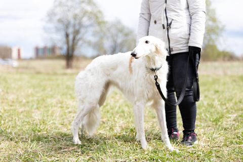 気品溢れる美しい大型犬 ボルゾイ をご紹介 Uchinoco うちの子