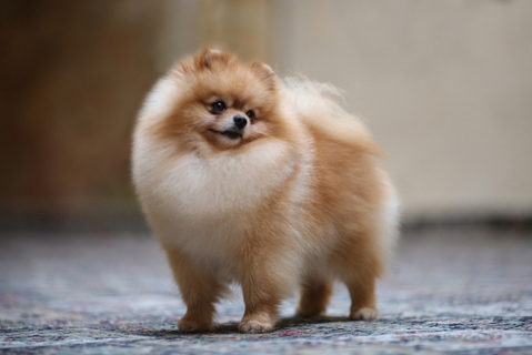 犬のカットにはどんな種類があるの知りたい Uchinoco うちの子