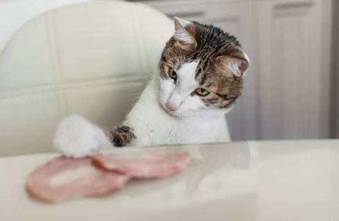 猫にハムは食べさせたらダメ ハムが猫に与える悪影響 Uchinoco うちの子