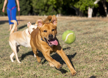 犬の視力ってどのくらい 犬から見える世界は Uchinoco うちの子