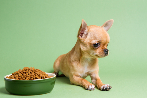 犬が餌をよく噛まないという状態のとき どうすれば良いの Uchinoco うちの子