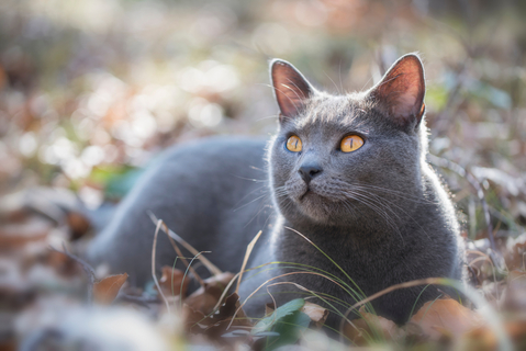 写真素材・写真とロイヤリティフリー動画素材 | Shutterstock