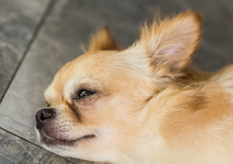 犬の涙焼けを消す１０の方法 Uchinoco うちの子