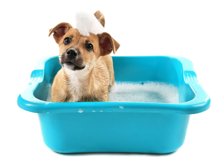 犬がお風呂で震えるのはなぜ 震える理由と対処方法について Uchinoco うちの子