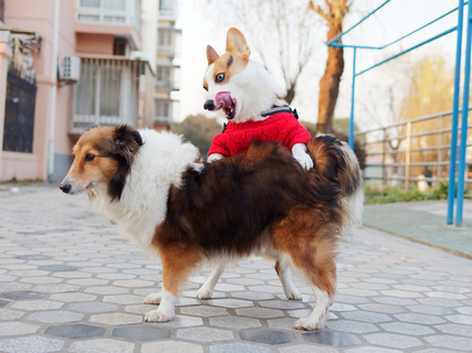 急に発情 犬がマウンティングする意味と理由を知りたい Uchinoco うちの子