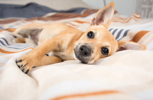 犬が急に甘えてくるのはなぜ 理由や対処方法をご紹介 Uchinoco うちの子