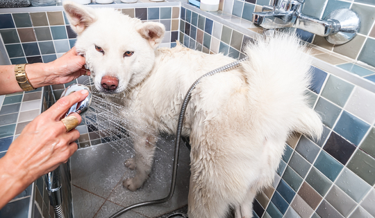 お風呂が好きな犬種は Uchinoco うちの子